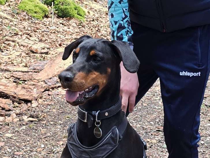 Tyna, femelle Dobermann adorable à donner