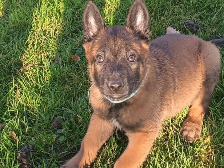 Chiots Malinois à vendre