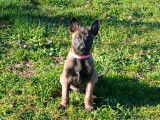 Chiots Malinois à vendre