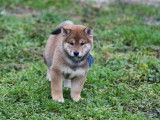 2 chiots Shiba Inu LOF à vendre, 1 mâle et 1 femelle roux nés en 2025