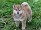 2 chiots Shiba Inu LOF à vendre, 1 mâle et 1 femelle roux nés en 2025