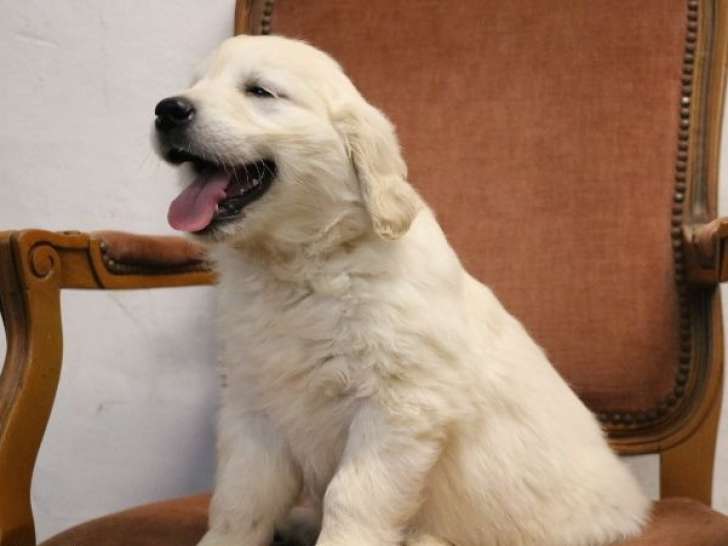 6 chiots Golden Retriever LOF à vendre, sable clair nés en novembre 2025, 5 mâles et 1 femelle