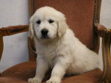6 chiots Golden Retriever LOF à vendre, sable clair nés en novembre 2025, 5 mâles et 1 femelle