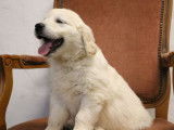 6 chiots Golden Retriever LOF à vendre, sable clair nés en novembre 2025, 5 mâles et 1 femelle