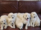 6 chiots Golden Retriever LOF à vendre, sable clair nés en novembre 2025, 5 mâles et 1 femelle