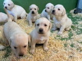 Chiot mâle Labrador Retriever LOF à vendre, sable né en novembre 2025
