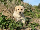 Chiot mâle Labrador Retriever LOF à vendre, sable né en novembre 2025