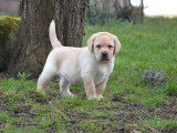 2 chiots Labrador Retriever LOF à réserver