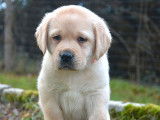 2 chiots Labrador Retriever LOF à réserver