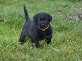 2 chiots Labrador Retriever LOF à réserver