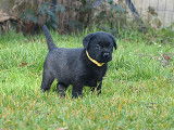 2 chiots Labrador Retriever LOF à réserver