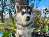 4 chiots Husky de Sibérie LOF à réserver, nés en décembre 2025