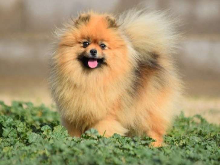 Femelle Spitz Nain LOF à vendre, née en février 2023, adulte