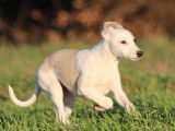Chiot Whippet femelle LOF à vendre, née en novembre 2025