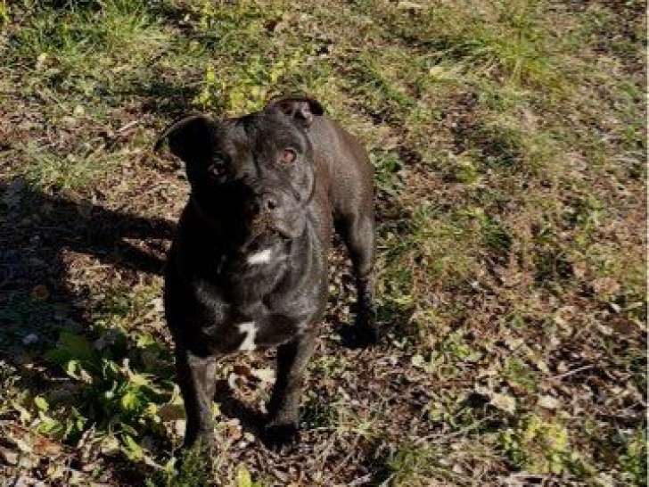 Femelle Staffordshire Bull Terrier LOF à vendre, adulte de 2 ans