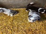 Chiots Border Collie à vendre