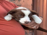 Chiots Border Collie à vendre