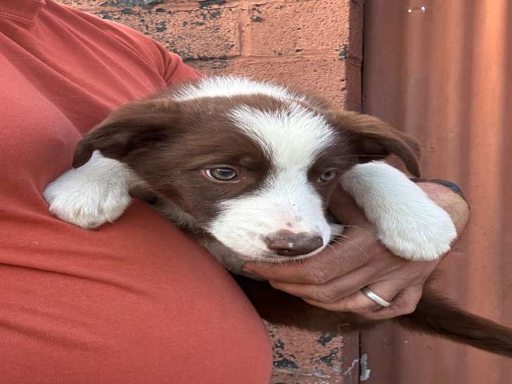 Chiots Border Collie à vendre