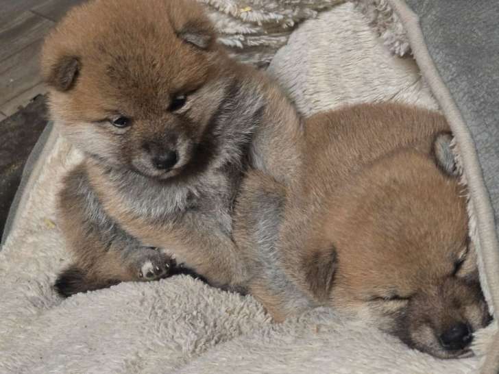 Chiot mâle Shiba Inu LOF à vendre, roux né en novembre 2025