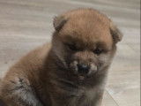 Chiot mâle Shiba Inu LOF à vendre, roux né en novembre 2025