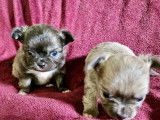 2 chiots Chihuahua poils longs LOF à réserver, nés en janvier 2026