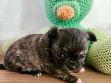 2 chiots Chihuahua poils longs LOF à réserver, nés en janvier 2026