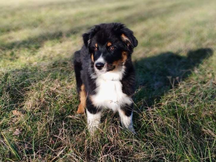 Chiot mâle Berger Australien LOF à vendre, né en octobre 2025, noir tricolore