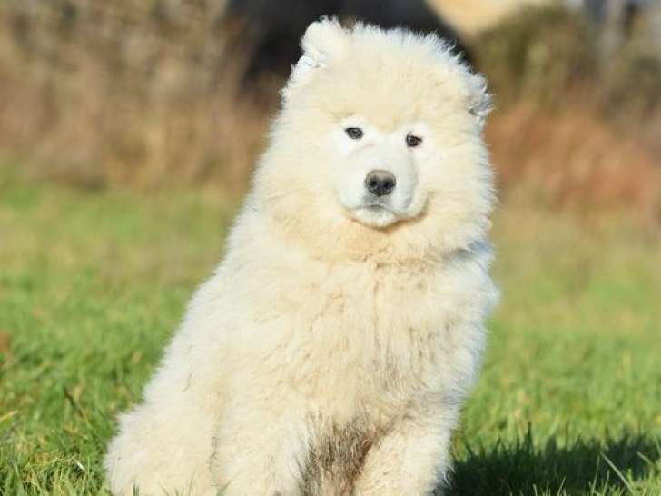 4 chiots mâles Samoyède LOF à vendre, nés en novembre 2025, blancs