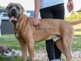 1 chien Cane Corso LOF disponible pour saillie