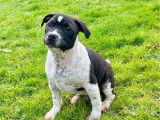 3 chiots mâles Staffordshire Bull Terrier LOF à vendre, nés en octobre 2025