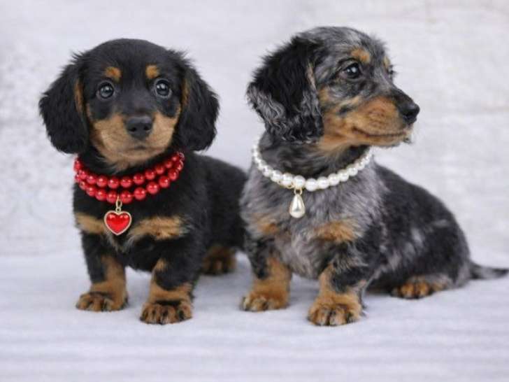 2 chiots mâles Teckel Nain Poil Long LOF à vendre