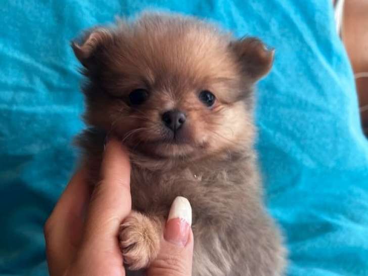 2 chiots mâles Pomchi non-LOF à vendre, fauve charbonné nés en décembre 2025