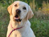 Femelle Labrador LOF à vendre, adulte de 18 mois