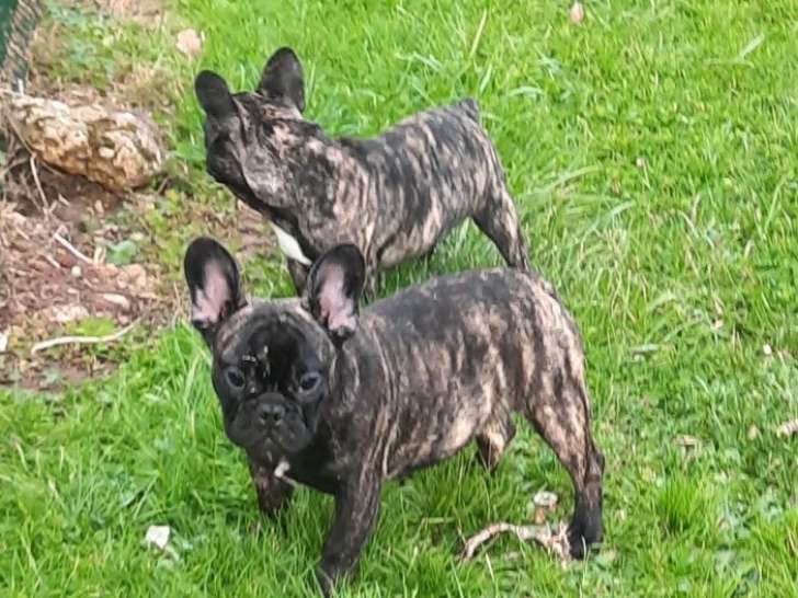 2 chiots Bouledogue Français à vendre, 1 mâle et 1 femelle bringé nés en septembre 2025