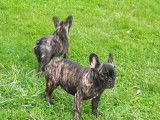 2 chiots Bouledogue Français à vendre, 1 mâle et 1 femelle bringé nés en septembre 2025