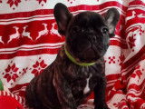 2 chiots Bouledogue Français à vendre, 1 mâle et 1 femelle bringé nés en septembre 2025