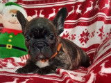 2 chiots Bouledogue Français à vendre, 1 mâle et 1 femelle bringé nés en septembre 2025