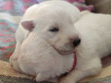 Superbes chiots Berger Blanc Suisse LOF à poil long à vendre