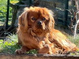 Chien Cavalier King Charles LOF disponible pour saillie