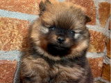 Chiot Spitz LOF à réserver, mâle fauve charbonné né en décembre 2025