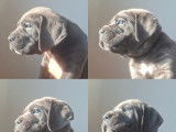 À réserver, 4 chiots mâles Cane Corso LOF bleu/gris nés en décembre 2025