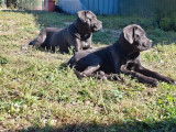 À réserver, 4 chiots mâles Cane Corso LOF bleu/gris nés en décembre 2025