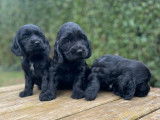 Chiots Cocker Anglais LOF à vendre, noirs, nés en 2025