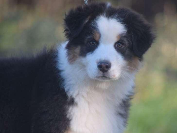 Chiot mâle Berger Australien LOF à vendre, noir tricolore né en octobre 2025