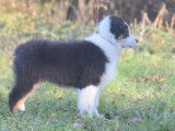 Chiot mâle Berger Australien LOF à vendre, noir tricolore né en octobre 2025