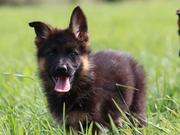 Vente de 2 chiots femelles Berger Allemand LOF nées en novembre 2025