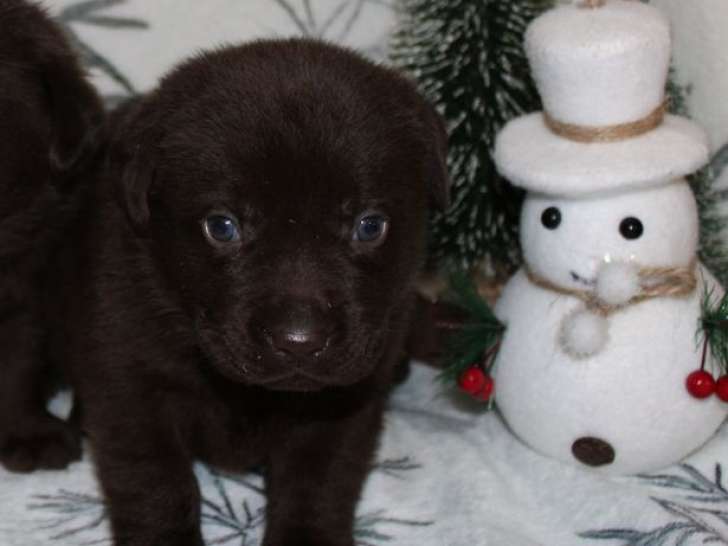 Réservation ouverte pour 7 chiots Labrador marron, 3 mâles et 4 femelles