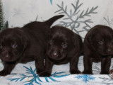 Réservation ouverte pour 7 chiots Labrador marron, 3 mâles et 4 femelles