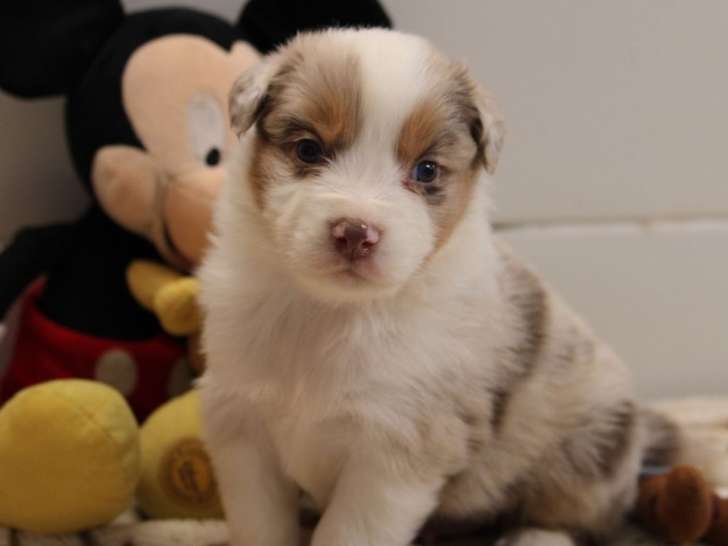 2 chiots mâles Berger Australien LOF à réserver, rouge merle nés en janvier 2026