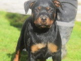 2 chiots femelles Rottweiler LOF à vendre, nées en 2025, noir et feu